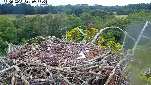 A large bird's nest made of twigs and branches, situated high in a tree, contains three young hawks with brown and white striped feathers. The background shows a lush, green forest with various trees and foliage under a partly cloudy sky. The top of the image displays a timestamp reading "28-06-2025 Sat 09:59:09."