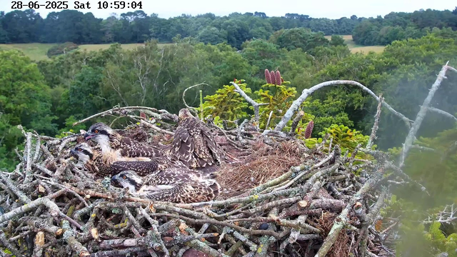 A view of an osprey nest on a tall tree, with four osprey chicks sitting closely together on the nest made of sticks and twigs. Behind the nest, there is lush green foliage and a forested landscape under a clear sky. The image is timestamped "28-06-2025 Sat 10:59:04" at the top.