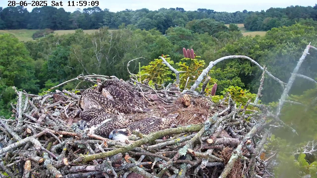 A bird's nest made of twigs is situated high in the trees, containing several young ospreys nestled together. The background shows a lush, green forest with rolling hills under a partly cloudy sky. The date and time are displayed in the top left corner of the image.