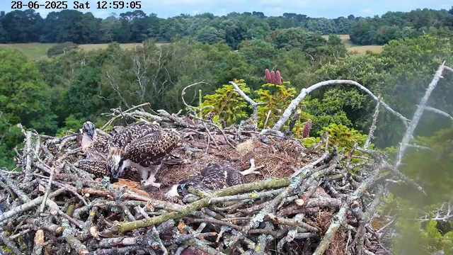 A large bird nest made of twigs is situated high in a tree, with multiple birds resting inside. The nest contains several young birds, some of which are lying down while others are sitting upright. The background shows lush green trees and rolling fields under a partly cloudy sky. The timestamp at the top indicates the date as June 28, 2025, and the time as 12:59:05 on a Saturday.
