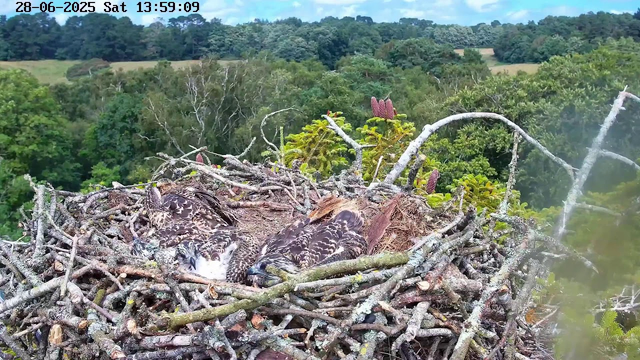 A nest made of intertwined twigs and branches is situated high in a tree, surrounded by green foliage and hills in the background. Inside the nest, three young birds with speckled brown and white feathers are resting, with one appearing to be feeding or nuzzling the others. The sky is partly cloudy with patches of blue, and the timestamp in the top corner indicates the date as June 28, 2025, and the time as 13:59:09.