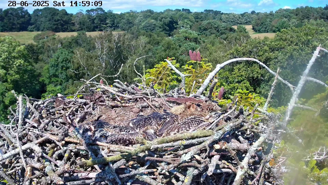 A bird's nest made of twigs and branches is situated high above the treetops in a lush, green forest. Inside the nest, there are multiple young birds with speckled feathers, some partially hidden among the twigs. The background features dense foliage, trees, and a clear sky with a few clouds. The image is timestamped June 28, 2025, at 14:59, and the weather appears sunny with bright, natural lighting.