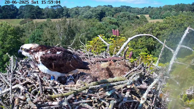 An osprey is sitting in its nest made of sticks, with a baby osprey underneath it. The nest is elevated high above the treetops, which are lush and green, extending into a forested landscape with rolling hills in the distance. The sky is clear and blue, and the image shows the date and time as June 28, 2025, at 3:59 PM.