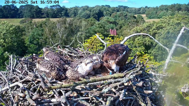 A large bird's nest made of sticks is situated high in a tree, with four young ospreys and one adult osprey inside. The adult osprey is feeding one of the young. The background features a lush, green forest with a clear blue sky overhead. The top left corner displays a timestamp and date: "28-06-2025 Sat 16:59:04".