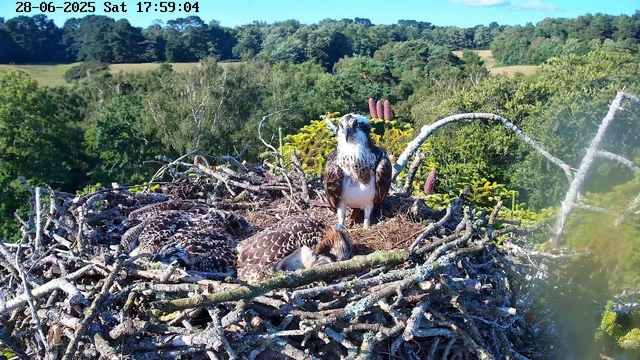 A large bird of prey, likely an osprey, is standing on the edge of its nest made of sticks, with two smaller, possibly juvenile ospreys resting inside the nest. The nest is situated high in a tree, overlooking a lush green forest and rolling hills in the background. The sky is clear and blue, and the time and date are displayed at the top left corner of the image.