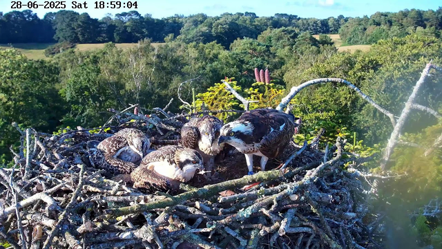 A close-up view of an osprey nest with four osprey chicks and one adult bird. The chicks have brown and white feathers and are resting on the sticks, while the adult bird, with a darker head and white body, appears to be tending to them. The nest is built on a tall tree, overlooking lush green forested rolling hills under a clear blue sky. The image has a timestamp at the top left corner showing "28-06-2025 Sat 18:59:04."