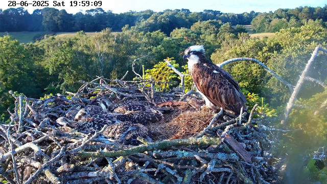 A mature bird of prey, possibly an osprey, stands on the edge of its nest made of sticks, while several young fledglings are resting inside the nest. The nest is high up in a tree, overlooking a lush green forest with rolling hills in the background. The scene is bright and sunny, with a clear blue sky. The timestamp at the top indicates the date as June 28, 2025, and the time as 19:59:09.