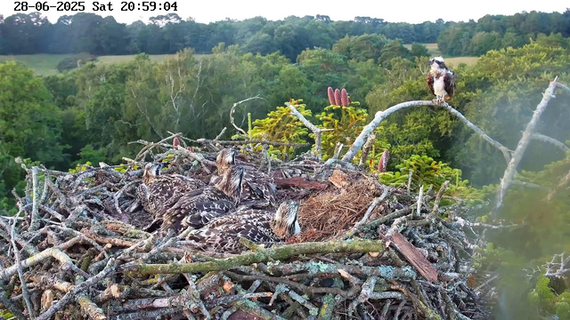 A large bird nest made of sticks and branches is situated high in a tree, with five juvenile birds (chicks) resting inside it. One adult bird perches on a branch above the nest, overlooking the scene. The background shows a lush, green forest with dense foliage and rolling hills under a clear sky. The image is timestamped "28-06-2025 Sat 20:59:04" at the top.