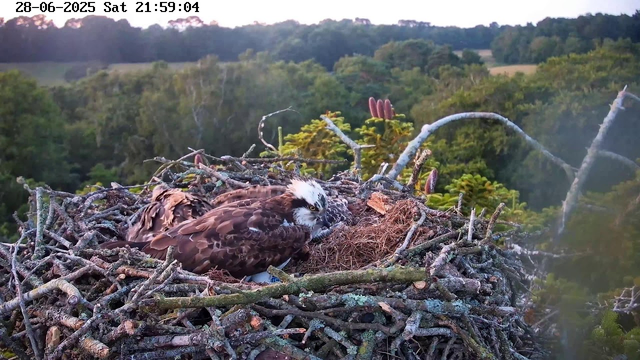 An osprey is sitting in its large nest made of sticks, with a small chick or egg nearby. The nest is high up in a tree, overlooking a green, forested landscape. The scene appears to be at dusk or early evening, with a sky that is slightly darkening. There are some plants and buds growing around the nest. The top of the image includes a timestamp displaying "28-06-2025 Sat 21:59:04."
