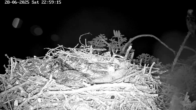 A black and white night-time image from a webcam shows a bird's nest with several birds resting inside. The nest is made of twigs and branches, and the background is dark with some plants and branches visible. The timestamp on the image reads "28-06-2025 Sat 22:59:15".