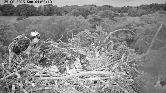 A nest of an osprey built with sticks and branches is perched high in a tree, surrounded by dense foliage and treetops in the background. Inside the nest, several young osprey chicks with striped and speckled feathers are lying closely together, while an adult osprey stands on the edge of the nest, watching over them. The scene is captured in black and white, with a timestamp indicating it was taken early in the morning.