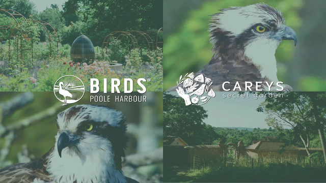 A collage of four images features a lush garden, two close-up shots of an osprey bird, and a rural landscape. The garden scene shows vibrant flowers and green plants with arched trellises, and a large egg-shaped sculpture or structure in the background. Overlaid on the collage are logos: one with a bird and the text "BIRDS POOLE HARBOUR," and another with a flower design and the text "CAREYS secret garden."