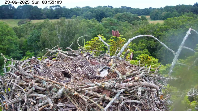 A large bird's nest made of twigs and branches sitting high in a tree, with four juvenile birds, possibly ospreys, resting inside. The background shows a lush, green forested landscape with dense trees and rolling hills under a bright sky. The image is timestamped "29-06-2025 Sun 08:59:09" at the top left corner.