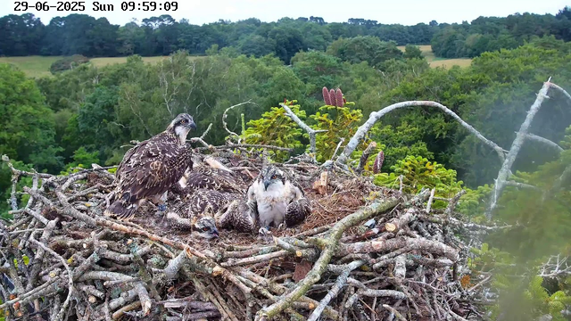 A nest made of intertwined sticks and branches is built high among the trees, with two adult hawks and three hawk chicks. The landscape in the background is filled with lush green trees and rolling hills, and the sky is partly cloudy. The image is timestamped at the top left corner as "29-06-2025 Sun 09:59:09."