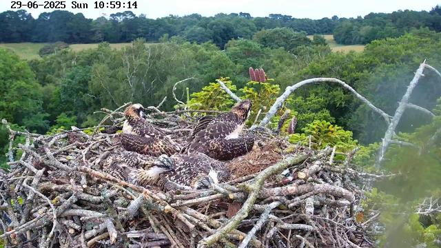 A group of four young raptors, likely hawks or eagles, resting together in their large nest made of twigs. The nest is situated high in a tree with green foliage and dense forest in the background. The birds are nestled closely, some lying down and others sitting up, with their feathers displaying a mottled pattern of brown, white, and black. The scene is captured during daylight hours.