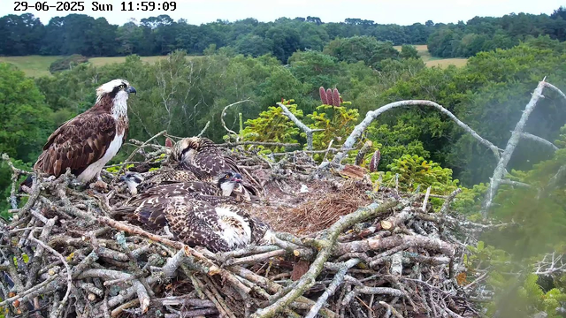 A family of ospreys in their large nest, built with sticks and twigs, perched high in the trees above a lush green forest. One adult osprey stands on the edge of the nest, looking alert, while several juvenile ospreys are huddled together, resting with their eyes closed or partially closed. The background shows dense foliage, trees, and rolling hills under a clear sky. The timestamp in the top left corner indicates the date as June 29, 2025, and the time as 11:59 AM.