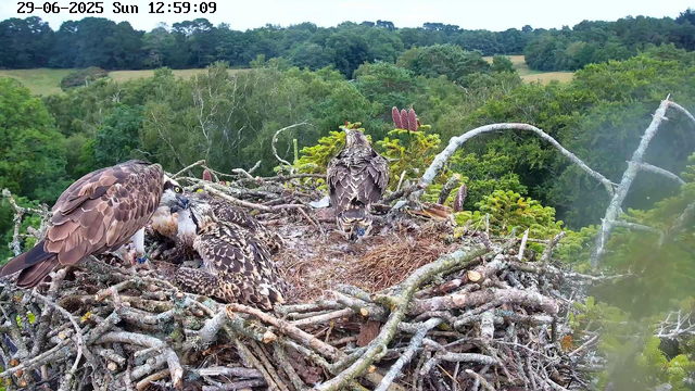 A large bird of prey, likely an osprey, is seen on a nest made of twigs and branches on top of a tree. The nest contains a chick with downy feathers and an adult osprey tending to it. The background is a lush, green forest with rolling hills under a clear sky, and the date and time are displayed at the top left corner.