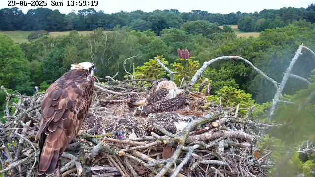 A large adult osprey with brown and white feathers is perched on the edge of its nest, looking to the left. Inside the nest, several smaller osprey chicks are resting, with some of them partially hidden among twigs and branches. The nest is made of sticks and built on a tree branch, with green foliage and distant trees in the background. The timestamp at the top left shows the date as June 29, 2025, and the time as 13:59:19 on a Sunday.