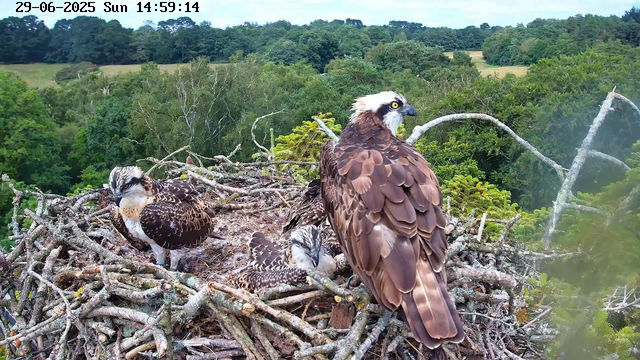 A large bird of prey with brown and white feathers perches on the edge of its nest, looking alert. Two smaller young birds, also with brown and white plumage, sit on the nest, one with its head tilted downward and the other lying down. The nest is made of intertwined sticks and branches, situated high in a tree amid a lush green forest. The background features a dense canopy of trees and a partly cloudy sky. The timestamp indicates the date as June 29, 2025, and the time as 14:59:14.