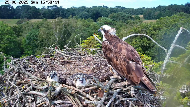 An adult osprey stands on the edge of its nest, looking to the right, with two chicks lying in the nest below. The nest is made of sticks and branches, situated high in a tree. In the background, there is a lush green forest with rolling hills under a partly cloudy sky. The image is timestamped "29-06-2025 Sun 15:58:44" at the top left corner.