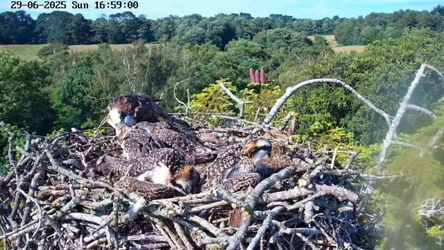 A bird's nest made of sticks is situated high in a tree, with three young birds resting inside. The background features a lush, green forest with rolling hills under a clear blue sky. A timestamp at the top left indicates the date and time as June 29, 2025, Sunday at 4:59 PM.