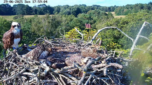 An osprey nest built with twigs sits atop a tall tree, with four osprey chicks resting inside. One adult osprey stands on the edge of the nest, watching over the chicks. The background features a lush, green forest and a clear blue sky. The image includes a timestamp: "29-06-2025 Sun 17:59:04."