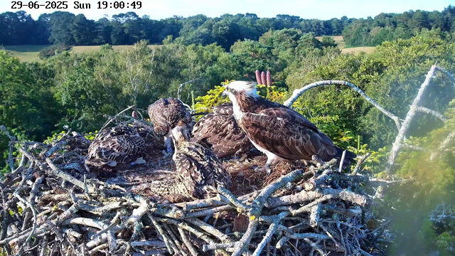 A photograph taken from a webcam shows a large bird of prey, likely an eagle, standing in a nest built from numerous intertwined branches. The eagle has brown feathers with a white head and tail, and a sharp, hooked beak. Four downy, speckled chicks with closed eyes are nestled in the nest, appearing to be resting or sleeping. The background features a lush, green forest with dense foliage and rolling hills under a clear sky. The timestamp in the top left corner indicates the date as June 29, 2025, and the time as 19:00:49.