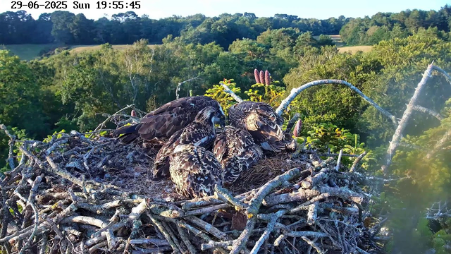 A large nest made of intertwined sticks and branches sits atop a tree, with lush green foliage and rolling hills in the background. Inside the nest, there are four young birds with brown and white speckled feathers, some with their heads turned to the side. The scene is brightly lit, indicating it is late afternoon, and the date and time are displayed in the upper left corner as June 29, 2025, at 7:55 PM.
