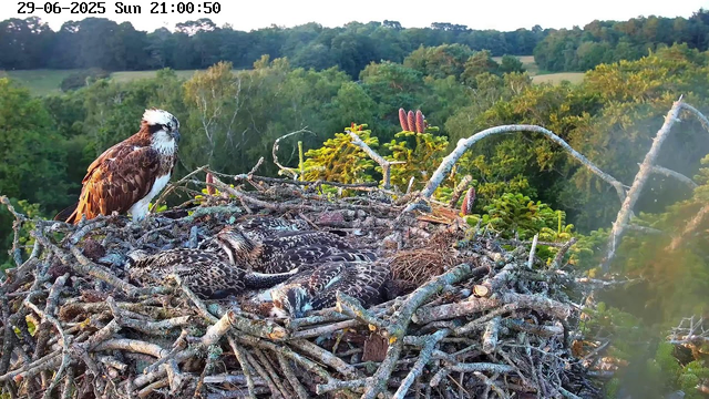An adult osprey stands on the edge of a large nest made of sticks, overlooking a lush green forest. Several osprey chicks are nestled together inside the nest. The background features a dense canopy of trees with varying shades of green, and the sky appears clear with sunlight illuminating the scene. The image is timestamped at the top left corner as "29-06-2025 Sun 21:00:50."
