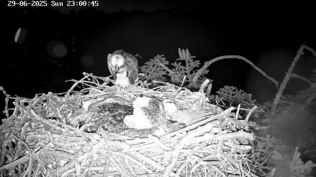 A black-and-white webcam image of a bird's nest with two young birds cuddled together inside. An adult bird is perched on the edge of the nest, looking down at the chicks. The background features some foliage and a dark sky. The top left corner displays the date and time as "29-06-2025 Sun 23:00:45".
