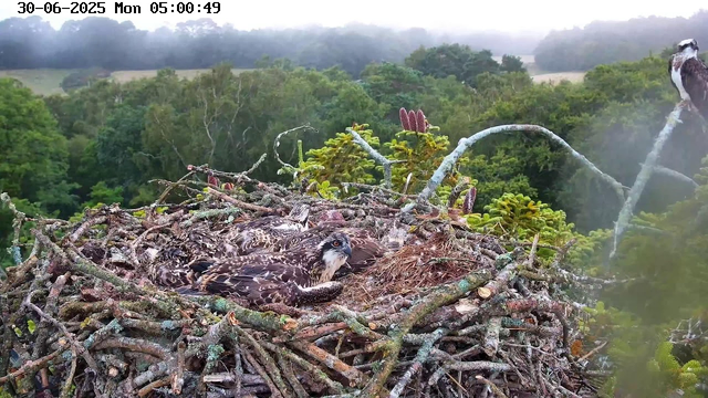 A pair of young ospreys are sitting in a large nest made of sticks and twigs, surrounded by lush green trees and foliage. One osprey is looking directly at the camera with alert eyes, while the other is nestled next to it, partially obscured. In the background, a distant landscape of trees and hills can be seen under a cloudy sky. The image is timestamped "30-06-2025 Mon 05:00:49" at the top.