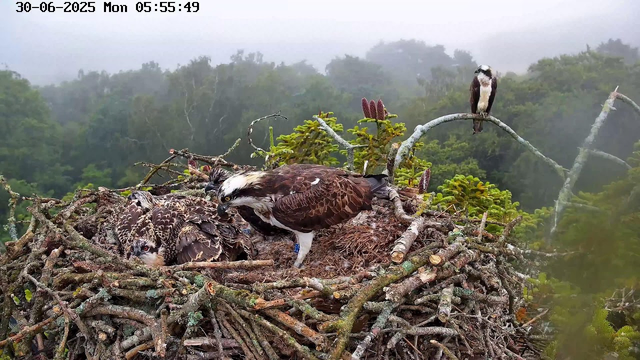 A family of ospreys is in their large nest built of sticks and branches, situated high in a tree. Two young ospreys are resting in the nest, and an adult osprey is perched on a branch nearby, overlooking the nest. The background shows a foggy forest with dense green trees. The timestamp in the upper left corner indicates this scene was captured early in the morning.