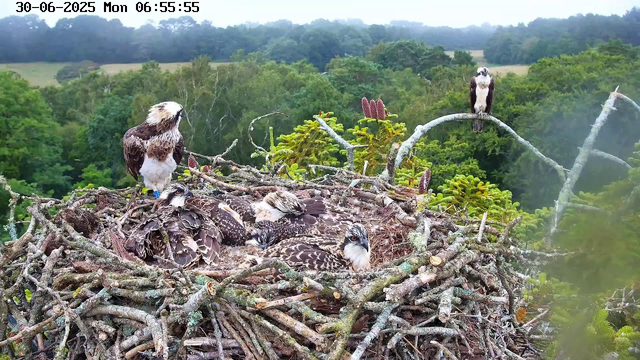 A group of ospreys is perched on and resting in a large nest made of twigs and branches. One adult osprey stands on the left side of the nest, another sits near the center, and a third is perched on a branch to the right. Several young osprey chicks are nestled together in the nest. The background features a lush, green, forested landscape under a cloudy sky. The timestamp in the top left corner indicates the date and time as June 30, 2025, at 6:55 AM.