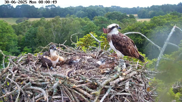 A large osprey nest made of intertwined sticks sits high in a tree, with two adult ospreys and several chick ospreys inside. One adult osprey stands on the edge of the nest, looking alert, while the other sits nearby among the chicks, which are resting or slightly alert. The background features a lush, green forest with dense foliage and distant tree-covered hills. The date and time displayed at the top left are June 30, 2025, Monday, 8:00 AM.