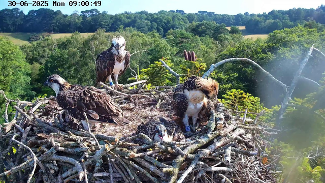 A nest of five young ospreys is built on a large tree branch high above a lush green forest. The nest is made of intertwined sticks and twigs. Three of the ospreys are standing, one is sitting with its head bowed, and one chick is lying down with its head slightly raised, looking toward the camera. The ospreys have brown and white plumage, with some wearing identification bands on their legs. The background features a vibrant landscape of dense trees and rolling hills under a clear blue sky. The timestamp at the top indicates the date as June 30, 2025, at 9:00 AM.
