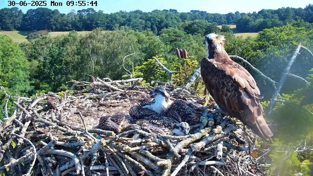 An adult osprey stands on the edge of its large nest made of sticks, while several hatchlings are nestled in the nest resting with their heads tucked in. The nest is high in a tree, overlooking a lush green forest with rolling hills in the background on a clear, sunny day. The timestamp on the image indicates it was taken early in the morning.