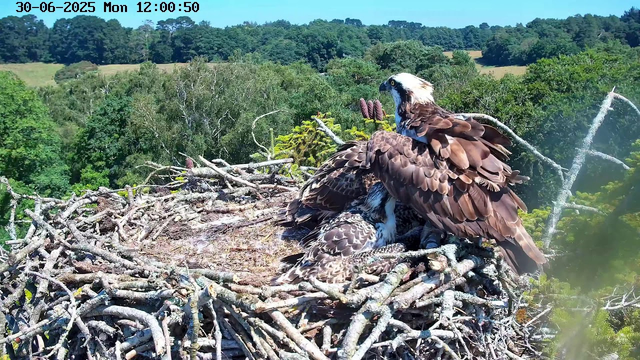 An osprey is sitting in its nest made of sticks, with a second osprey lying underneath. The nest is high above a dense green forest with trees and rolling hills in the background. The scene is captured during daylight, and the date and time are displayed in the top left corner.