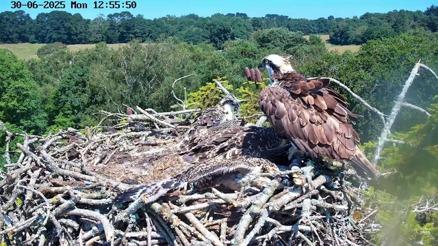 A pair of ospreys sits on their nest high above a lush green forest. One osprey, with a white head and dark eye stripe, is perched upright, while the other is lying down, resting on the nest. The nest is made of sticks and twigs, and the background features dense trees and a blue sky. The timestamp at the top indicates the date as June 30, 2025, and the time as 12:55:50 pm.
