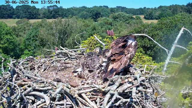 A nest made of intertwined sticks and branches is positioned high in a tree, with two young birds of prey, likely falcons or hawks, resting inside. One bird is slightly larger and has brown feathers with darker streaks, while the other is also brown but with more distinctive markings. The background features a lush, green forest with dense trees and a bright blue sky overhead. The image has a timestamp at the top left corner indicating it was captured on June 30, 2025, at 1:55 PM.