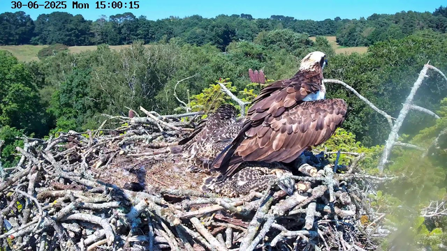 A bald eagle with brown and white feathers is perched on a large nest made of twigs, surrounded by green trees and rolling hills in the background. The eagle looks to the right, with a clear blue sky above. The image appears to be captured from a webcam, with a timestamp indicating it was taken on June 30, 2025, at 15:00:15.