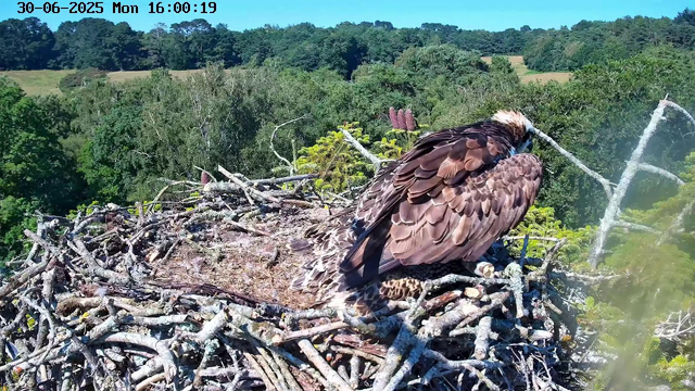A young bird of prey, possibly an eagle, is sitting in a large nest made of twigs and branches. The nest is situated high in a tree, overlooking a lush green forest with rolling hills in the background. The sky is clear and blue, and the sunlight illuminates the nest and the bird. The timestamp on the image indicates the date as June 30, 2025, and the time as 16:00:19.
