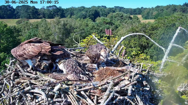 A large osprey nest made of sticks is situated high above a lush, green forest. Inside the nest, three osprey chicks with speckled brown and white feathers are resting, and a parent osprey with brown and white feathers is attending to them. The background features a clear blue sky and a distant treetops. The timestamp on the top left indicates it is June 30, 2025, at 5:00 PM.