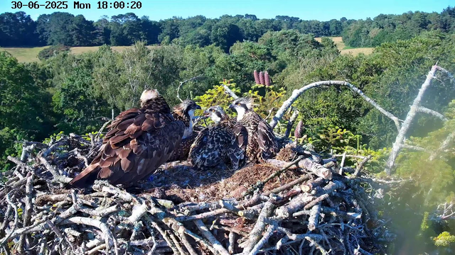 A large bird, likely an adult eagle, is sitting on the edge of its nest with several juvenile eagles gathered around it. The nest is made of interwoven sticks and is situated high above a lush green forest. In the background, there are rolling hills and dense foliage under a clear sky. The timestamp on the image indicates it was taken on June 30, 2025, at 6:00 PM.