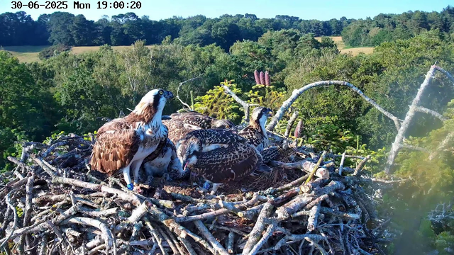 An osprey nest made of intertwined sticks is situated high in a tree. Four adult ospreys are present on the nest, with one standing and three sitting or lying down. The background features lush green foliage and trees, with a clear blue sky above. The image is timestamped June 30, 2025, at 19:00:20.