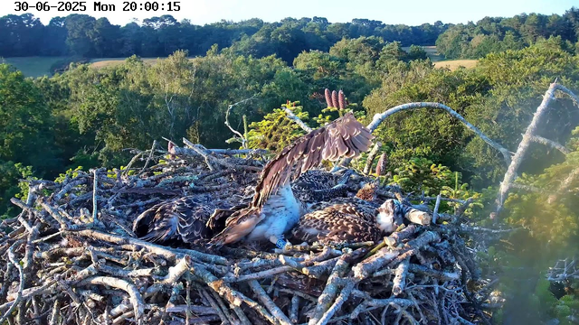 A large bird of prey, likely an osprey, is sitting in a nest made of sticks and twigs high in a tree. One of its wings is extended outward, revealing detailed feathers. The surrounding environment is lush with green foliage, and there are some distant hills and trees in the background. The image is timestamped June 30, 2025, at 8:00 PM.