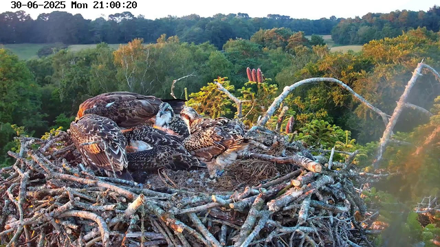 A group of young raptors, likely hawks or eagles, are huddled together on a large nest made of twigs and branches. They are surrounded by a lush green forest with various trees extending into the distance. The scene is illuminated by warm, late evening or early morning sunlight. The timestamp on the top left corner indicates the date as June 30, 2025, and the time as 21:00:20.
