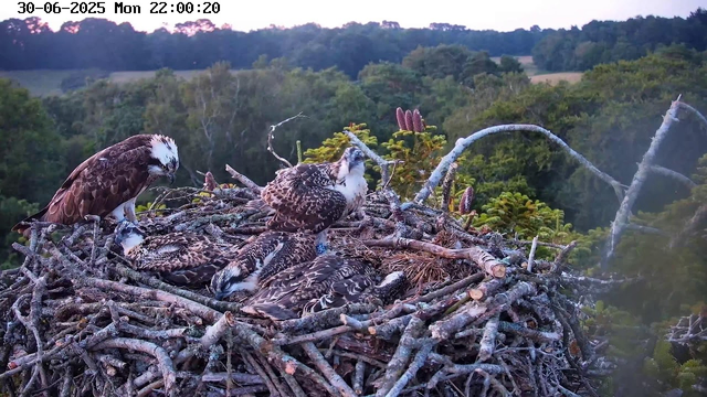 A family of ospreys is perched on their large nest made of sticks, situated high above a green forest. One adult osprey is standing and looks alert, while the other adult is sitting on the nest. Several young osprey chicks are lying down, and one of the adults appears to be tending to them. The scene is set at dusk or early evening, with a soft pink and purple sky in the background. A timestamp in the top left corner indicates the date and time as June 30, 2025, at 10:00 PM.