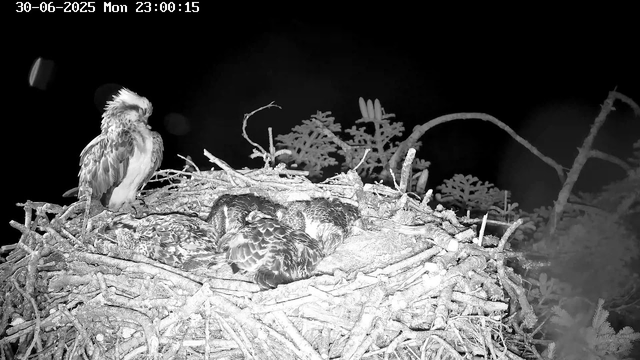 An adult bird, likely an eagle, stands on the edge of a large nest made of twigs. Inside the nest, there are five smaller, downy birds, presumably chicks, huddled together. The scene is set at night, with a dark sky in the background. The timestamp in the upper left corner indicates the date as June 30, 2025, and the time as 11:00 PM.