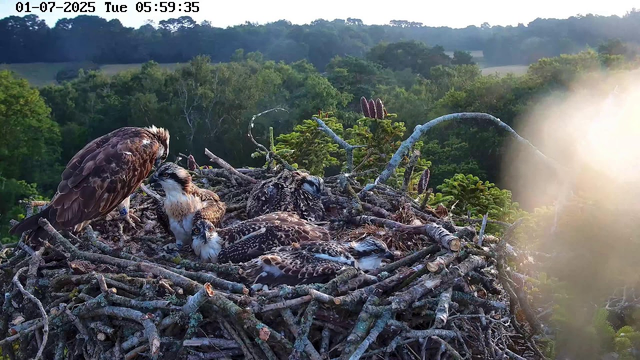 A group of birds, including an adult hawk and several young hawk chicks, are perched and resting on a large nest made of sticks and branches. The nest is situated high above a dense forest with lush green trees in the background. The scene appears to be early in the morning, with sunlight shining from the right side of the image. The timestamp in the top left corner indicates the date and time as January 7, 2025, at 5:59 a.m.