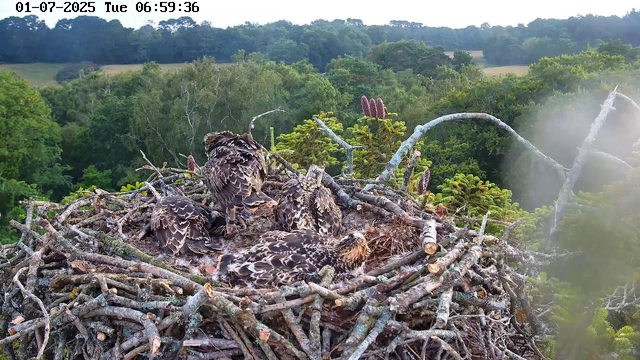A bird's nest made of twigs and branches is situated high in a tree, surrounded by lush green foliage. Several young birds, likely chicks or fledglings, are sitting inside the nest, some with their heads turned and others resting. The scene is set in a dense forest with rolling hills in the background, under early morning light. The date and time displayed on the image are January 7, 2025, at 6:59 AM.